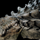 This 110 million year old fossil of an armored nodosaur is now on display at a natural history museum in Alberta, Canada. Image Credit and Copyright: Robert Clark/National Geographic